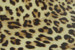 vB_ID:760